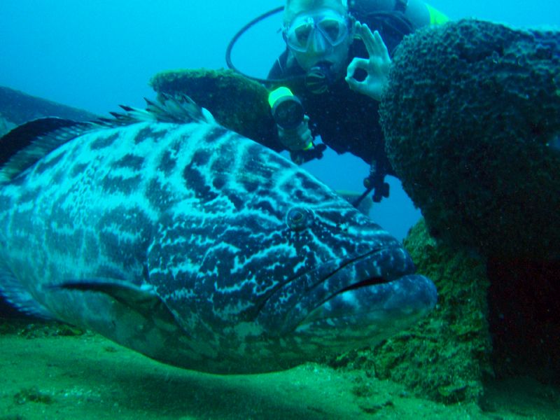 grouper ok